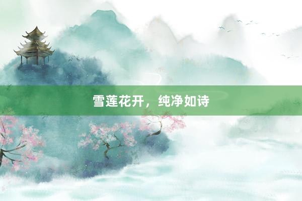 雪莲花开，纯净如诗